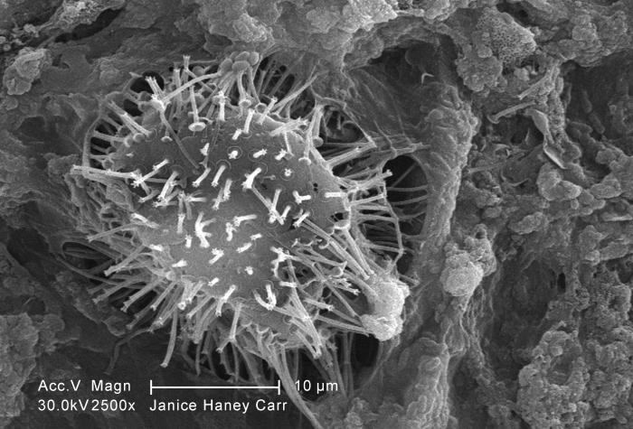 Ekologi mikroba: sejarah, objek studi dan aplikasi