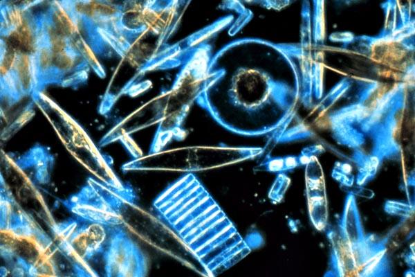 Fitoplankton: karakteristik, nutrisi, reproduksi