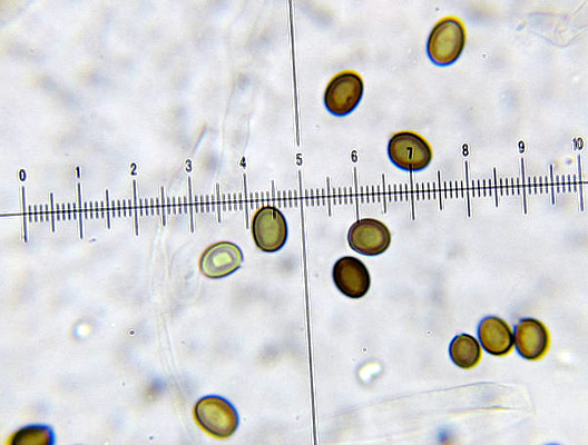 Agaricus campestris: karakteristik, habitat, reproduksi, nutrisi