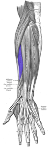Ekstensor carpi radialis brevis: anatomi, fungsi, epikondilitis lateral