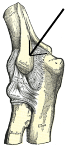 Ekstensor carpi radialis brevis: anatomi, fungsi, epikondilitis lateral
