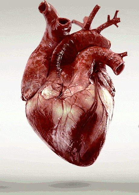 Detak Jantung GIF - Temukan & Bagikan di GIPHY