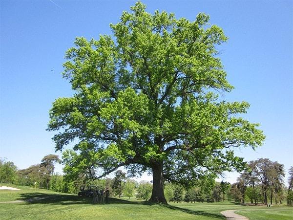 Quercus petraea: karakteristik, distribusi, reproduksi