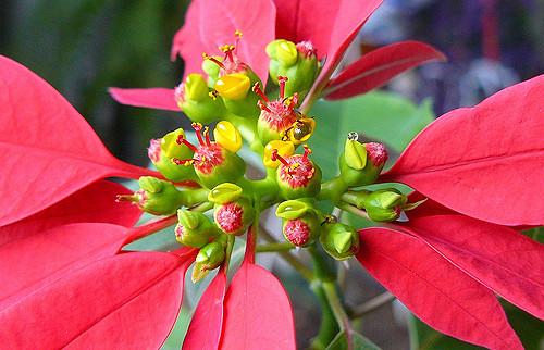 Euphorbia pulcherrima: karakteristik, habitat, properti