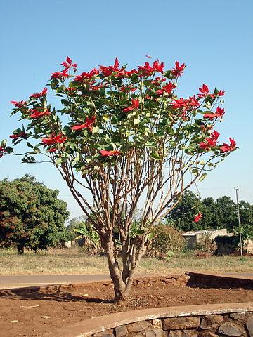 Euphorbia pulcherrima: karakteristik, habitat, properti