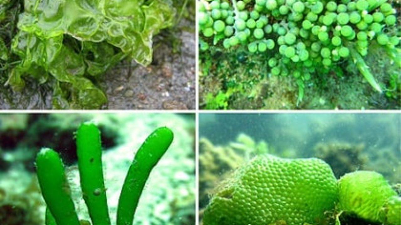 Hasil gambar untuk alga hijau