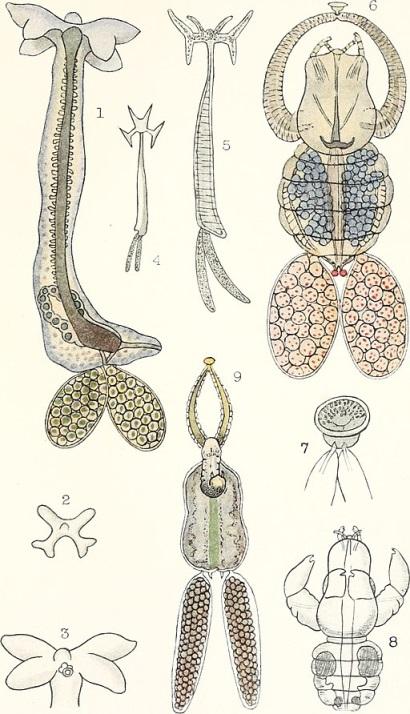 Copepoda: karakteristik, habitat, siklus hidup, dan aplikasi