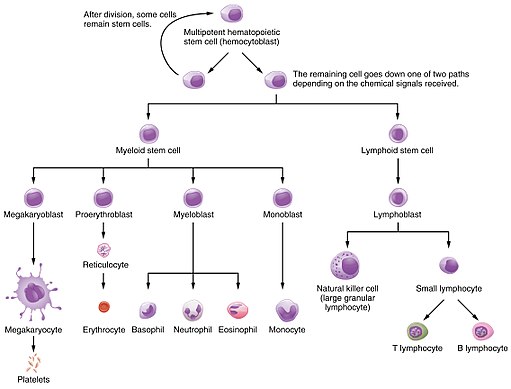 Erythropoietin (EPO): karakteristik, produksi, fungsi