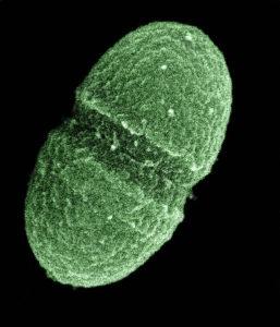 Enterococcus: karakteristik, morfologi, taksonomi, patogenesis