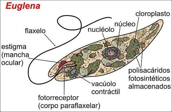 Mastigophora (flagellata): karakteristik, morfologi, nutrisi