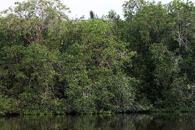 Mangrove putih: karakteristik, habitat, taksonomi, kegunaan