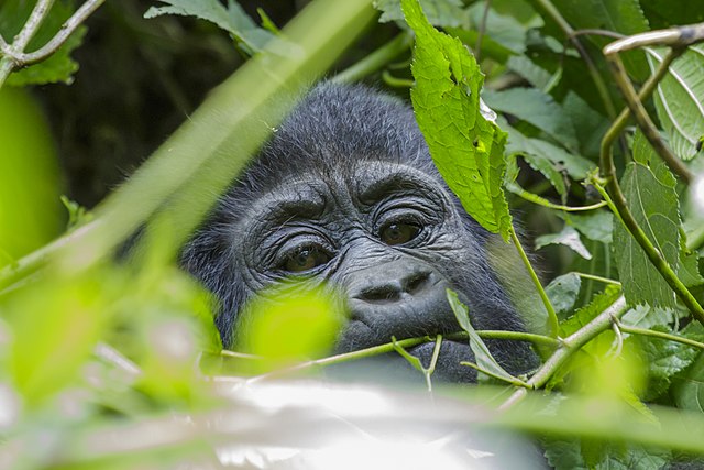 Gorila gunung: karakteristik, habitat, reproduksi