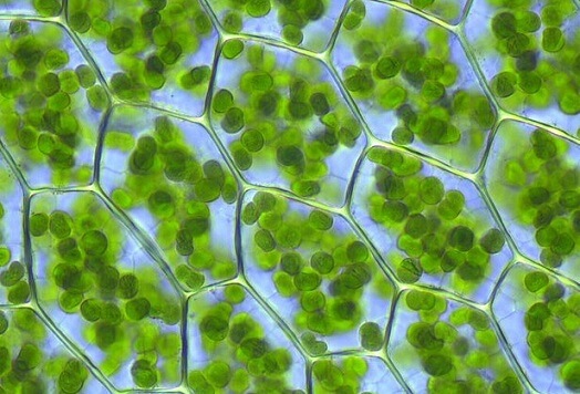 Hasil gambar untuk chlorophyll lifeder