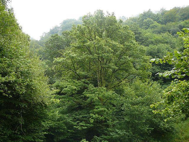 Quercus petraea: karakteristik, distribusi, reproduksi