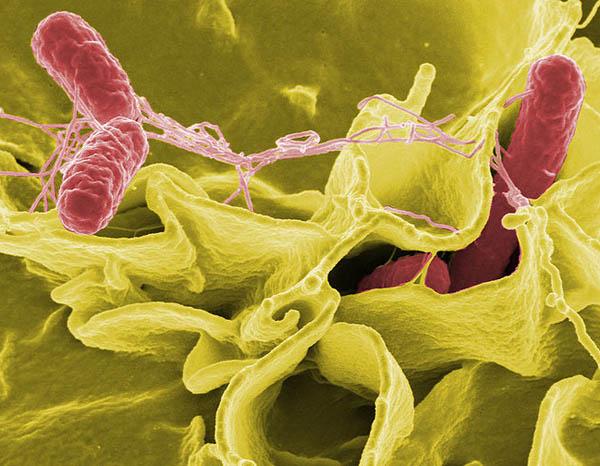 Salmonella Typhimurium: karakteristik, morfologi, siklus hidup