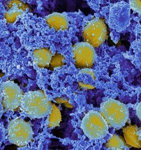 Staphylococcus: karakteristik, morfologi, metabolisme