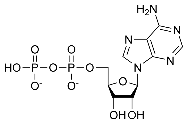 ADP (adenosine diphosphate): karakteristik, struktur, dan fungsi