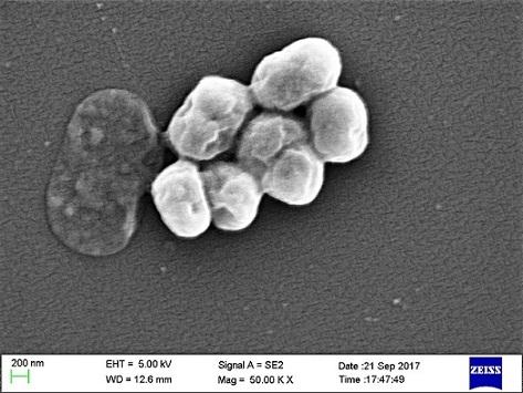 Acinetobacter baumannii: karakteristik, morfologi, gejala