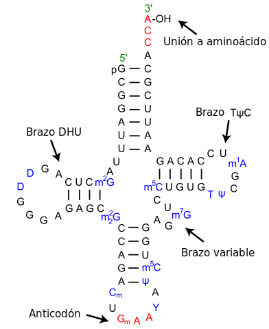 RNA: Fungsi, Struktur dan Jenis