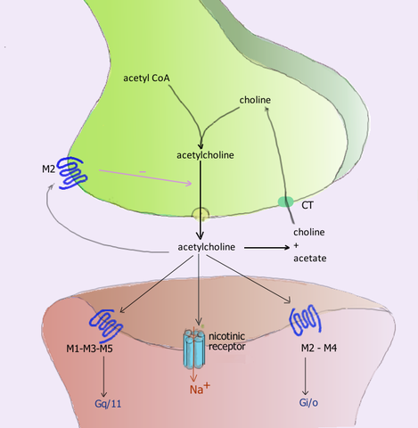Reseptor muskarinik: struktur, jenis dan fungsinya, antagonis