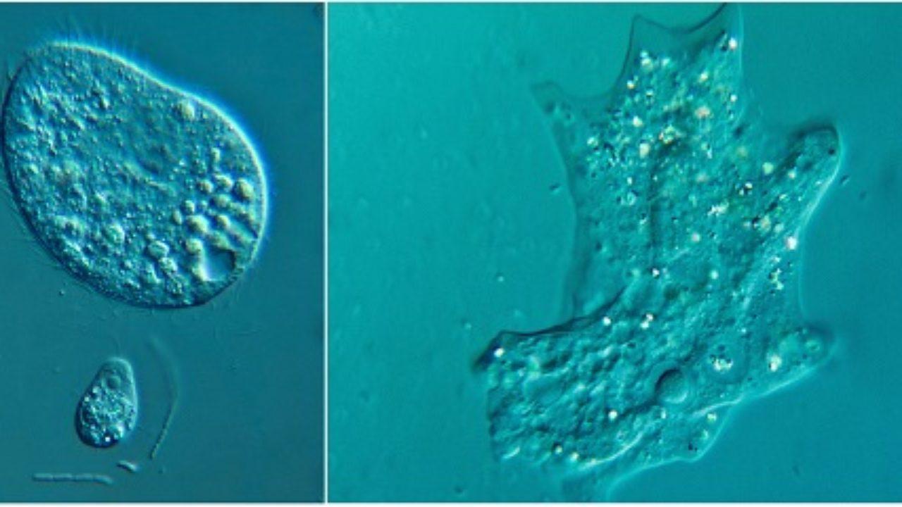 Hasil gambar untuk amoeba lifeder