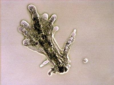 Amoebozoa: karakteristik, taksonomi, morfologi, nutrisi