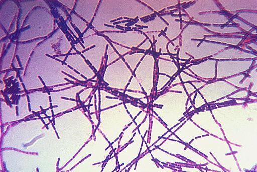 Bacillus anthracis: taksonomi, karakteristik, penyakit