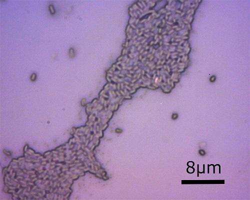 Bacillus clausii: karakteristik, morfologi dan manfaat