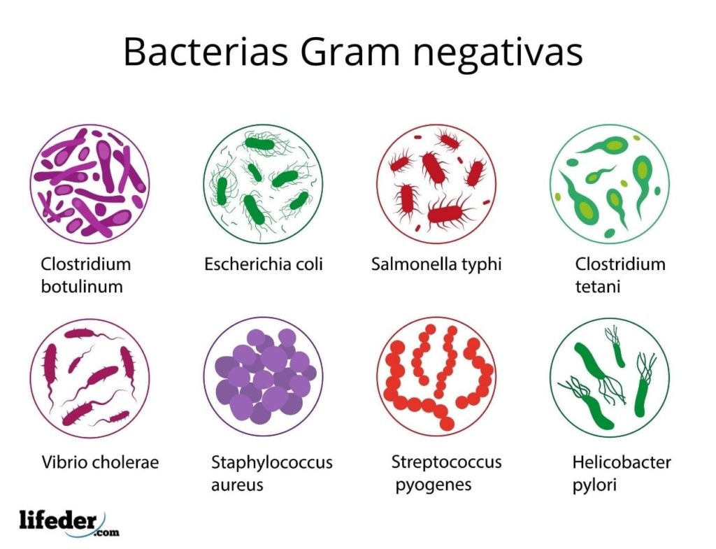 bakteri gram negatif