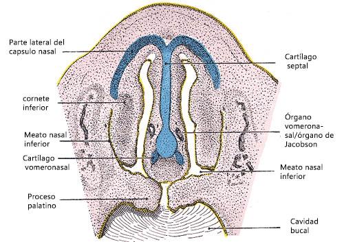Organ vomeronase di bagian depan rongga hidung embrio manusia