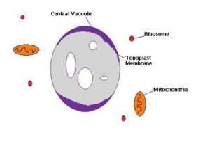 Tonoplast: karakteristik dan fungsi