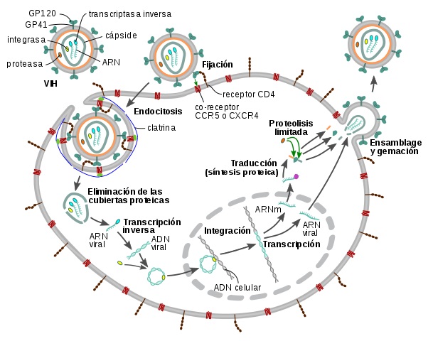 Replikasi virus: karakteristik, siklus replikasi virus, contoh (HIV)