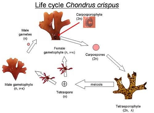 Ganggang merah: karakteristik, taksonomi, reproduksi, nutrisi