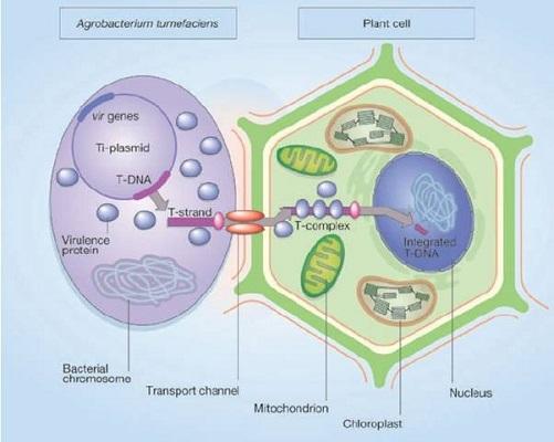 Agrobacterium: karakteristik, morfologi dan penyakit