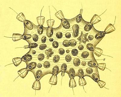 Choanoflagellata: karakteristik, morfologi, nutrisi