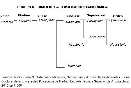 Radiolaria: karakteristik, morfologi, reproduksi, nutrisi