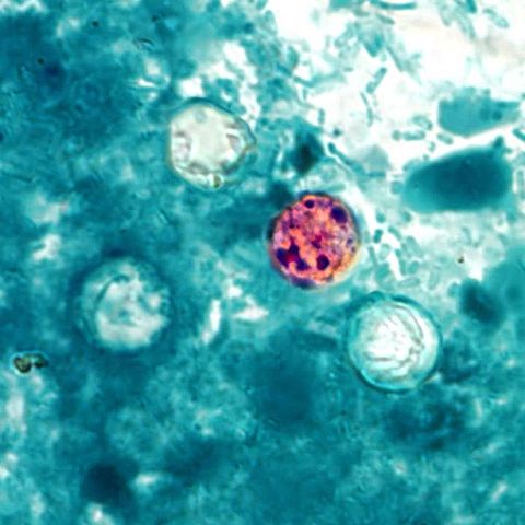 Cyclospora cayetanensis: morfologi, siklus hidup, dan pengobatan