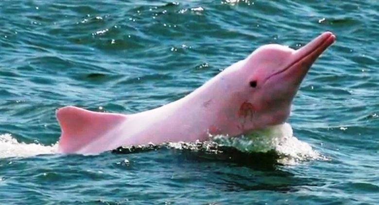 Hasil gambar untuk pink dolphin lifeder.com