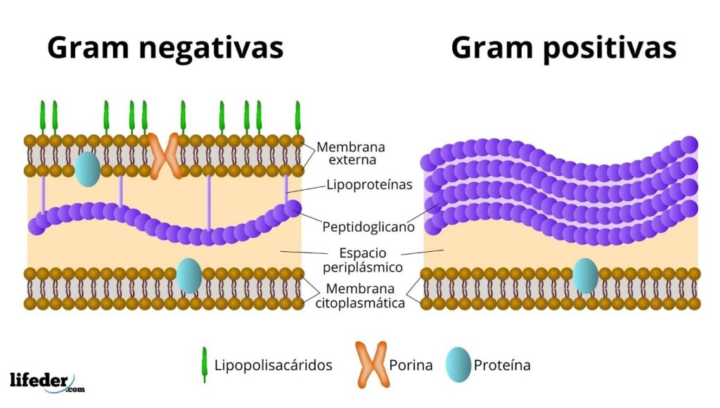 bakteri gram negatif