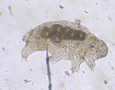 Ecdisozoa: karakteristik, habitat, reproduksi, makan