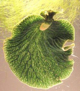 Elysia chlorotica: karakteristik, taksonomi, dan reproduksi
