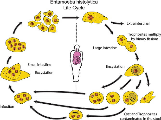 Entamoeba histolytica: morfologi, siklus hidup, gejala