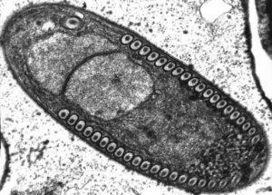 Mikrosporidia: karakteristik, siklus hidup, reproduksi