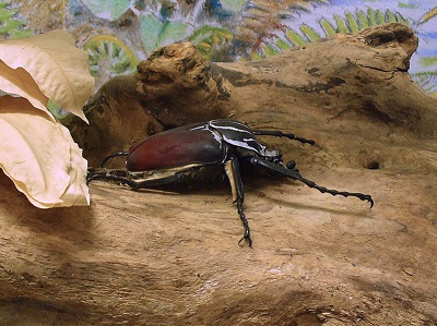 Kumbang goliath: karakteristik, habitat, reproduksi, nutrisi