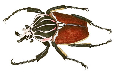 Kumbang goliath: karakteristik, habitat, reproduksi, nutrisi