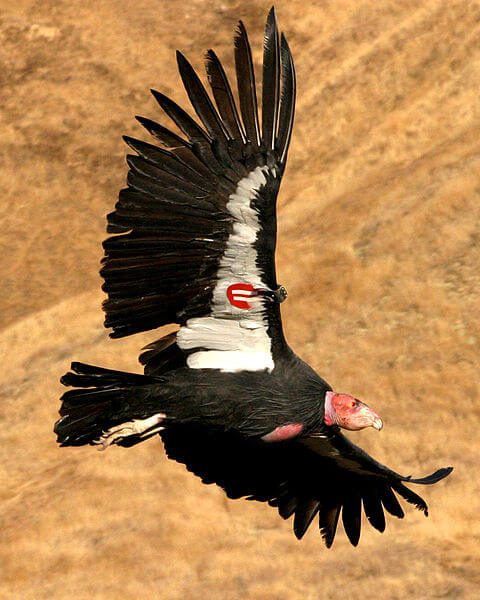 Condor California: karakteristik, habitat, reproduksi