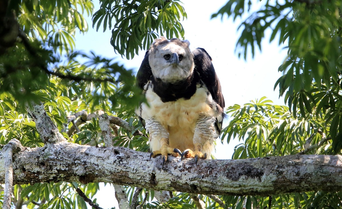 10 Hewan dari Wilayah Amazon Kolombia
