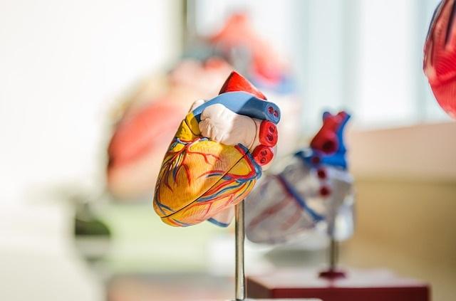 Automatisme jantung: anatomi, bagaimana itu terjadi