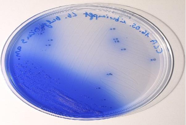 Lactobacillus bulgaricus: karakteristik, morfologi, manfaat
