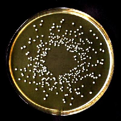 Lactobacillus delbrueckii: karakteristik, morfologi